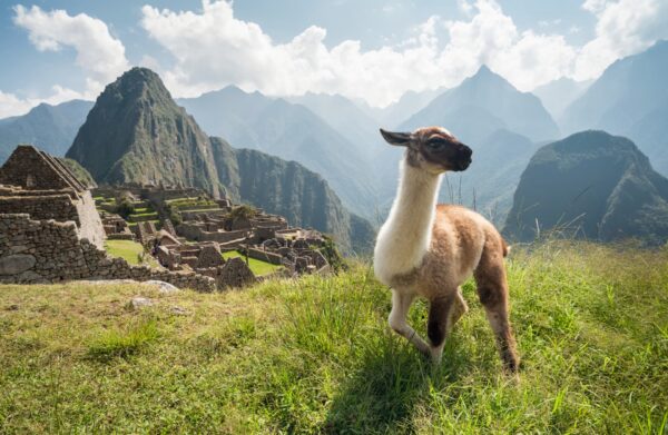 A Machu Picchu camelid.