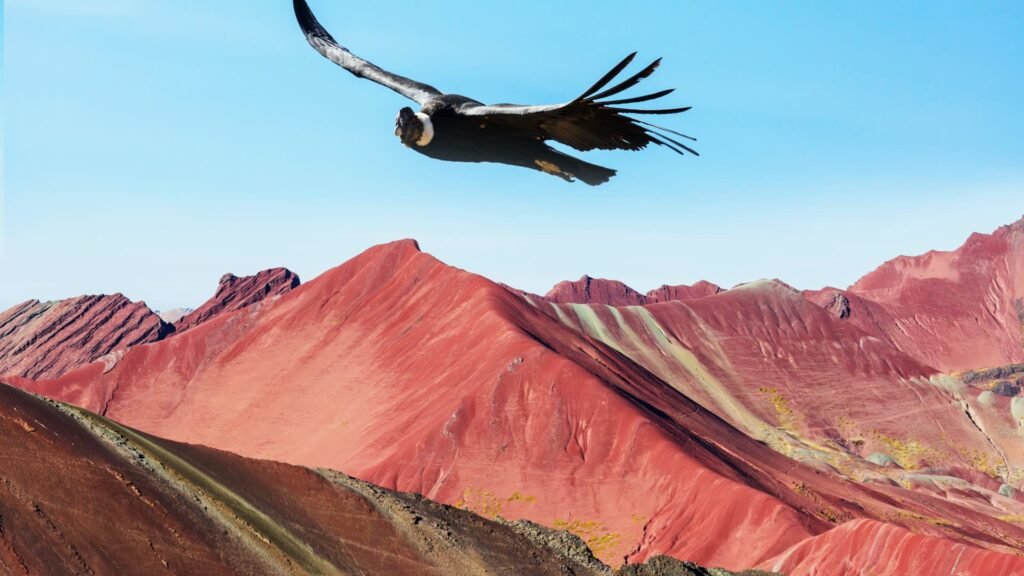 Un cóndor andino volando sobre las laderas rojizas de la Montaña de Siete Colores (Vinicunca).