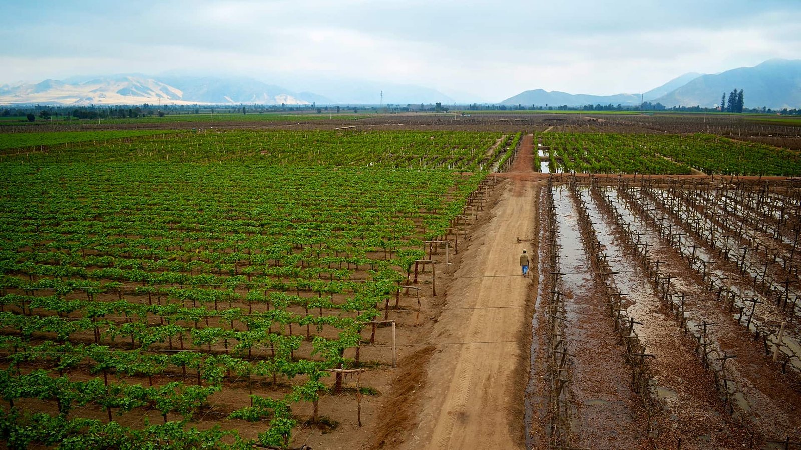Campo de cultivo verde con camino de tierra en el valle peruano.
