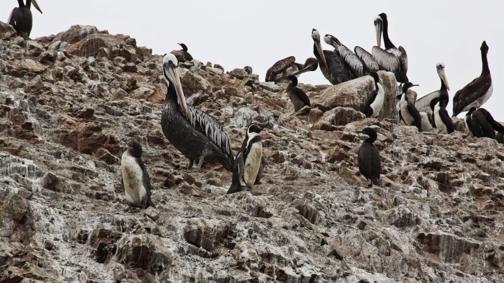 Pingüinos de Humboldt y aves guaneras en las Islas Ballestas Paracas.
