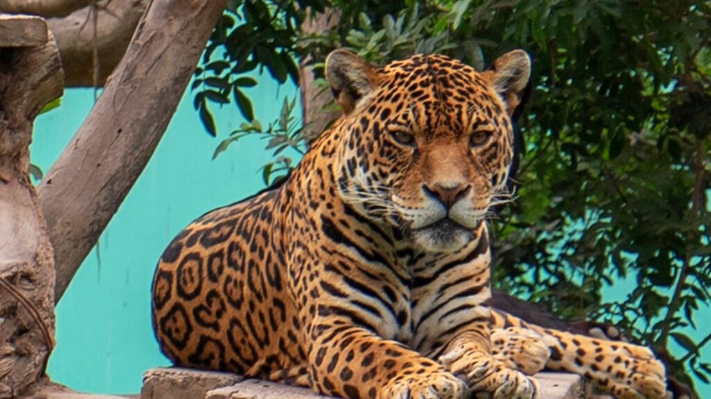 Otorongo o jaguar descansando en un refugio de fauna en la selva peruana.
