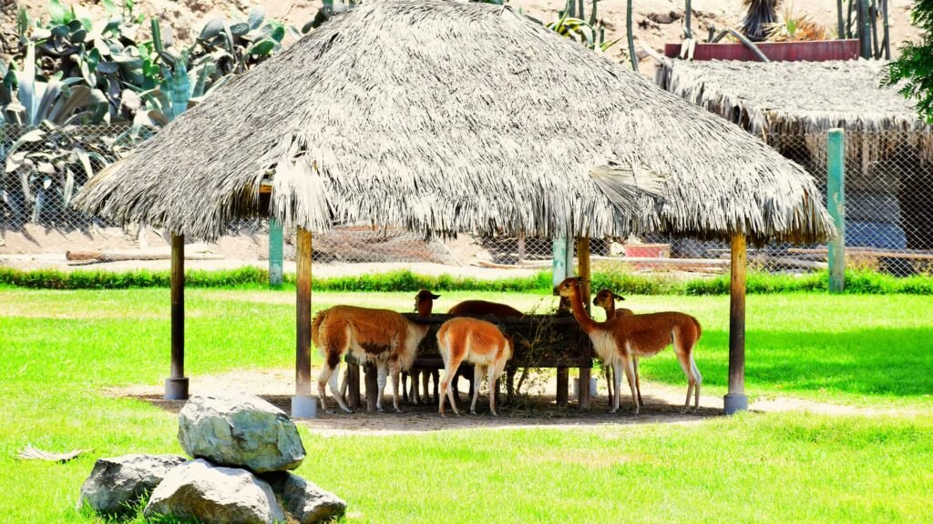 Grupo de vicuñas en la réplica de ecosistema andino del Parque de las Leyendas.