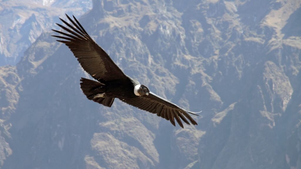 Un cóndor andino con las alas extendidas volando sobre el abismo del Cañón del Colca.