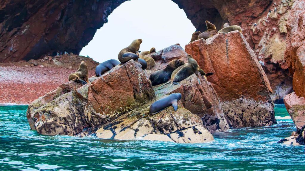 Grupo de lobos marinos descansando sobre rocas en las Islas Ballestas.
