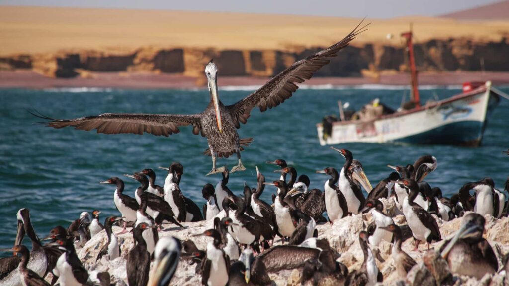 Pelícanos y aves guaneras volando sobre las Islas Ballestas.