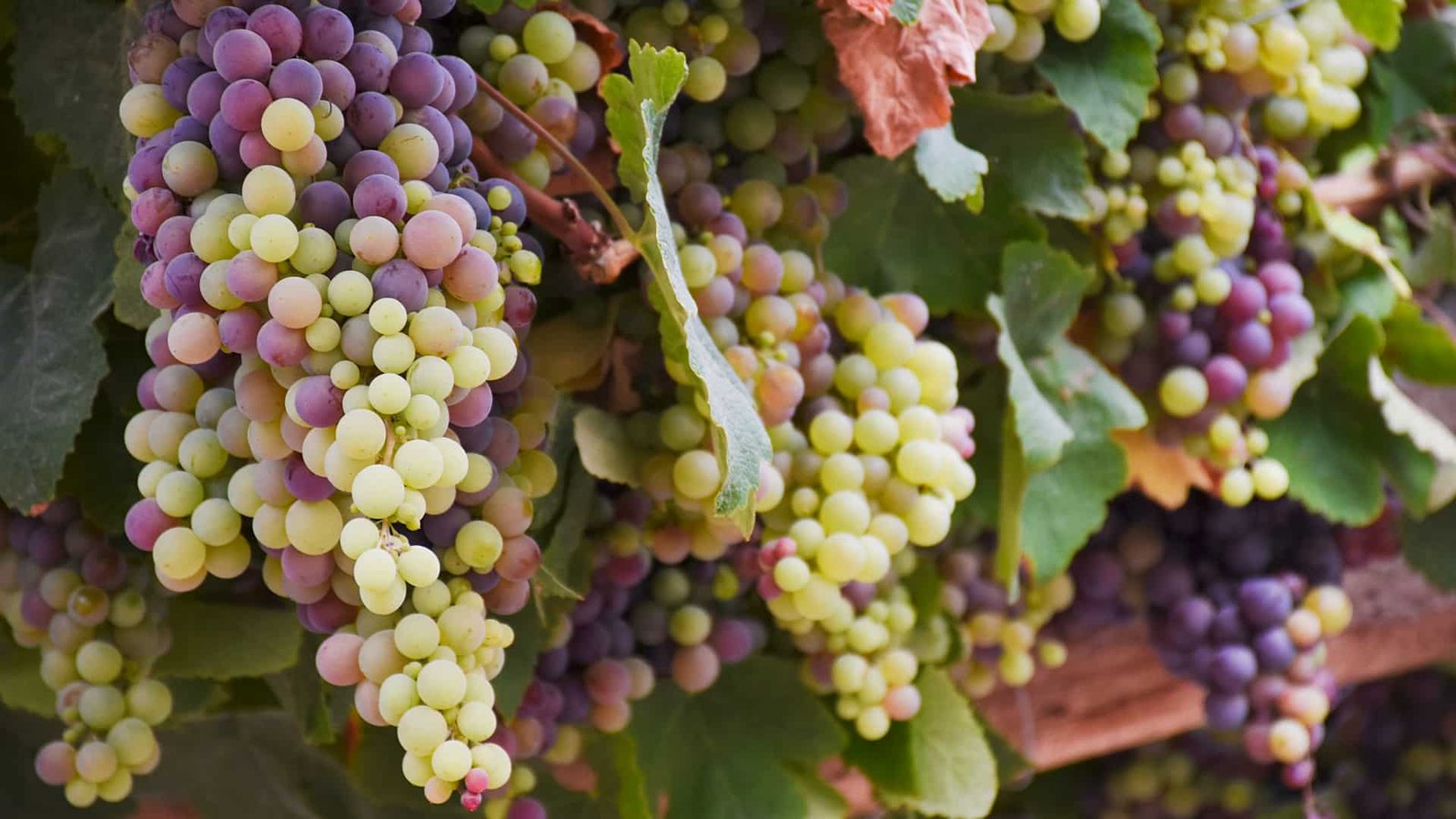Uvas verdes y rosadas creciendo en un viñedo bajo el sol.