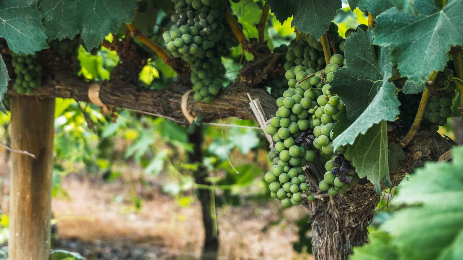 Racimos de uvas blancas madurando en viñedos de Ica Perú.